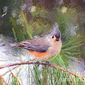 Tufted Titmouse On a Pine Branch - Digital Painting Painting by Kerri Farley Tufted Titmouse On a Pine Branch - Digital Painting Painting by Kerri Farley