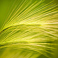 Tufts of Ornamental Grass Photograph by Onyonet Photo Studios Tufts of Ornamental Grass Photograph by Onyonet Photo Studios