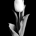 Tulip Photograph by Sebastian Musial Tulip Photograph by Sebastian Musial