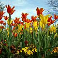 Tulip Time Photograph by Farol Tomson Tulip Time Photograph by Farol Tomson