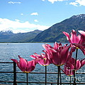 Tulips at Lake Geneva Photograph by Amanda Mohler Tulips at Lake Geneva Photograph by Amanda Mohler