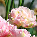 Tulips Flowers Garden Art Prints Pink Tulip Floral by Baslee Troutman Tulips Flowers Garden Art Prints Pink Tulip Floral by Baslee Troutman