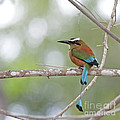 Turquoise Pendant.. Photograph by Nina Stavlund Turquoise Pendant.. Photograph by Nina Stavlund