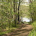 Turtle Pond Photograph by Ann Bridges Turtle Pond Photograph by Ann Bridges