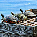 Turtle Power of Four by Diana Sainz Photograph by Diana Raquel Sainz Turtle Power of Four by Diana Sainz Photograph by Diana Raquel Sainz