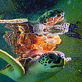 Turtle Reflection by Carey Chen Turtle Reflection by Carey Chen