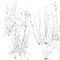 Weeds in Snow Photograph by Valerie Collins Weeds in Snow Photograph by Valerie Collins