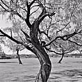 Twisted Tree Art Print by Elizabeth Budd