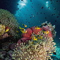 Two-banded Anemonefish And Bulb Photograph by Dray van Beeck Two-banded Anemonefish And Bulb Photograph by Dray van Beeck