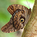 Two Caligo Atreus Butterflies Photograph by Amanda Mohler Two Caligo Atreus Butterflies Photograph by Amanda Mohler
