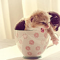 Two Cute Kittens in a Cup Photograph by Spikey Mouse Photography Two Cute Kittens in a Cup Photograph by Spikey Mouse Photography