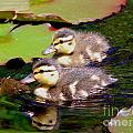 Two Ducklings Photograph by Amanda Mohler Two Ducklings Photograph by Amanda Mohler