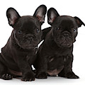 Two French Bulldog Puppies, 6 Weeks by Mark Taylor Two French Bulldog Puppies, 6 Weeks by Mark Taylor