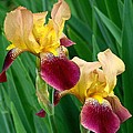 Two Iris Photograph by Rodney Lee Williams Two Iris Photograph by Rodney Lee Williams