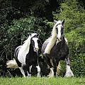 Two Lovely Girls by Terry Kirkland Cook