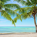 Two Palm Trees On An Exotic Beach In by Gerisima