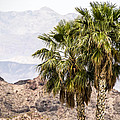 Two Palm Trees Photograph by Onyonet Photo Studios Two Palm Trees Photograph by Onyonet Photo Studios