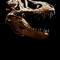 Tyrannosaurus rex skull 1 Photograph by Weston Westmoreland Tyrannosaurus rex skull 1 Photograph by Weston Westmoreland
