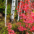 Uinta Colors by Chad Dutson Uinta Colors by Chad Dutson
