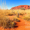 Central Australia Photograph by Bill Robinson Central Australia Photograph by Bill Robinson