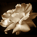 Umber Rose Floral Petals by Jennie Marie Schell Umber Rose Floral Petals by Jennie Marie Schell