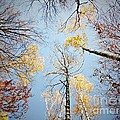 Upside down autumn by Amalia Suruceanu Upside down autumn by Amalia Suruceanu