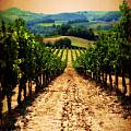 Vigneto Toscana Photograph by Micki Findlay Vigneto Toscana Photograph by Micki Findlay
