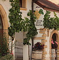 Vine cellar Photograph by Amanda Mohler Vine cellar Photograph by Amanda Mohler