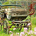 Vintage horse carriage in a flower bed Photograph by Amanda Mohler Vintage horse carriage in a flower bed Photograph by Amanda Mohler