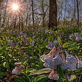 Virgina Bluebells Photograph by Robert Charity Virgina Bluebells Photograph by Robert Charity