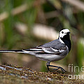 Wagtail's step Photograph by Torbjorn Swenelius Wagtail's step Photograph by Torbjorn Swenelius
