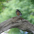 Baby Robin Waiting for Mom Photograph by Valerie Collins Baby Robin Waiting for Mom Photograph by Valerie Collins