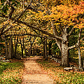Walk in the woods Photograph by Jeff Folger Walk in the woods Photograph by Jeff Folger