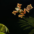 Wallaces Flying Frog Danum Valley Sabah Photograph by Ch'ien Lee Wallaces Flying Frog Danum Valley Sabah Photograph by Ch'ien Lee
