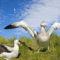 Wandering Albatross Courting Photograph by Yva Momatiuk John Eastcott Wandering Albatross Courting Photograph by Yva Momatiuk John Eastcott