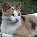 The Patience of a Cat Photograph by Valerie Collins The Patience of a Cat Photograph by Valerie Collins