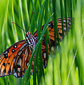 Watching Me Photograph by Farol Tomson Watching Me Photograph by Farol Tomson