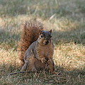 Brown city squirrel watching me Photograph by Valerie Collins Brown city squirrel watching me Photograph by Valerie Collins