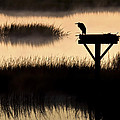 Watchtower Heron Sunrise Sunset Image Art Photograph by Jo Ann Tomaselli Watchtower Heron Sunrise Sunset Image Art Photograph by Jo Ann Tomaselli