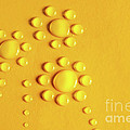 Water Flowers Photograph by Carlos Caetano Water Flowers Photograph by Carlos Caetano