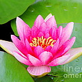 Water lily Photograph by Amanda Mohler Water lily Photograph by Amanda Mohler