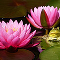 Water Lily and Frog Photograph by Ann Bridges Water Lily and Frog Photograph by Ann Bridges