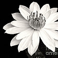 Water Lily Ballerina by Sabrina L Ryan Water Lily Ballerina by Sabrina L Ryan