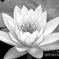 Water Lily In Black And White by Sabrina L Ryan Water Lily In Black And White by Sabrina L Ryan