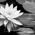 Water Lily In The Lily Pond by Sabrina L Ryan Water Lily In The Lily Pond by Sabrina L Ryan