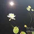 Water Lily Photograph by Laurel Best Water Lily Photograph by Laurel Best