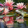 Water Lily Profusion Photograph by Leda Robertson