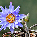 Water Lily Reflections Photograph by Kathy Baccari Water Lily Reflections Photograph by Kathy Baccari