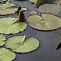 Water Lily Serenity Photograph by Leda Robertson