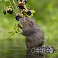 Water Vole Eating Blackberries Kent Uk Photograph by Penny Dixie Water Vole Eating Blackberries Kent Uk Photograph by Penny Dixie